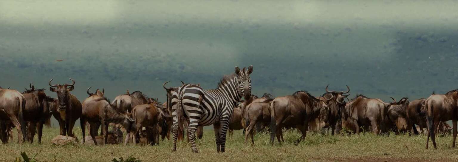 Days Serengeti Wildebeest Migration Safari Avocet Tanzania Safaris